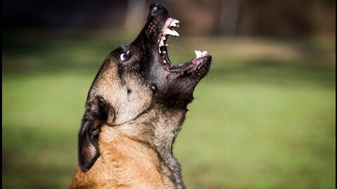 How to train dog to become aggressive made simple