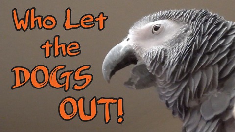 This Musically Endowed Parrot Knows Every Word Of 'Who Let The Dogs Out'