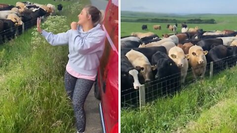 Cows gather round for a live singing performance