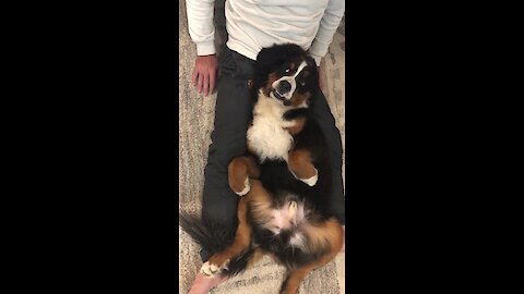 Bernese Mountain Dog adorably begs owner for massage