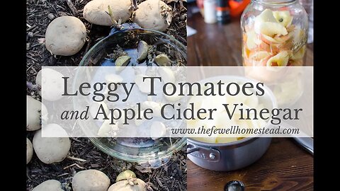 Leggy Tomatoes and Apple Cider Vinegar