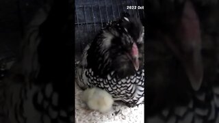 Baby chick slides under mother hen