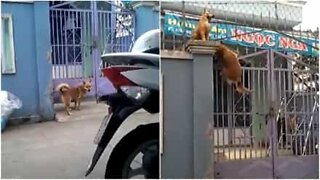 Dog climbs over gate like a professional!