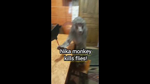Nika monkey is killing flies!