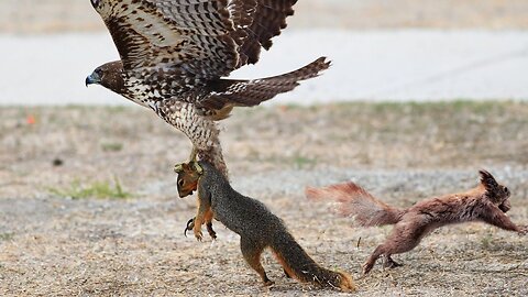 How Hawk Hunting Squirrel Agility
