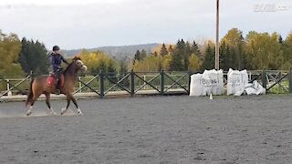 Giovane cavallerizza cade spaventosamente da cavallo