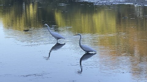 Watching White Egrets fishing is so mesmerizing 😍