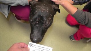 Accused dogfighting ringleader arrested, seven dogs rescued