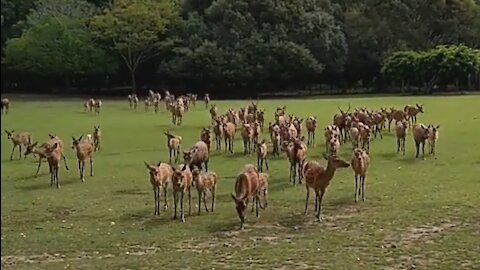 Massive Herd Of Wild Deer Approaching Crowd In Nature Park