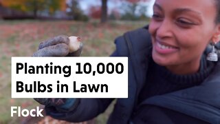 Planting 10,000 MORE BULBS in Our Lawn — Ep. 131