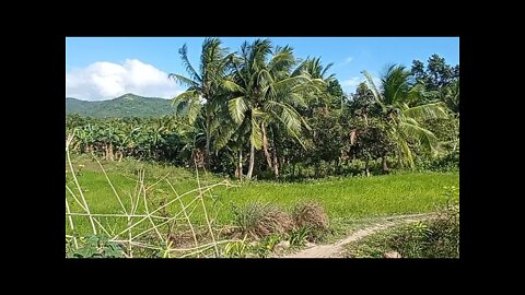 A NICE SUNNY DAY AT THE FARM!!☀️🌴 COUNTRY SIDE BICOL, PHILIPPINES