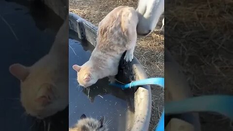 Horse pushes Cat into water