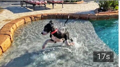 Puppy plays in the pool for the very first time Funny Video