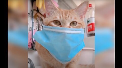 Baby Cats - Cute and Funny Cat Videos Compilation #34