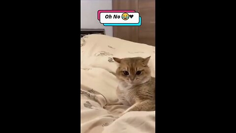 😸 Top Cat Comedy 🐱 | Funny & Adorable Videos 😺 #cat #catshorts #shorts #cute