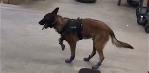 Jary the police dog will need some time to get used to his new snow shoes