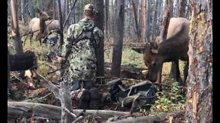 Camouflaged hunter gets up close and personal with elk