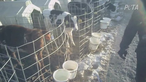 (WARNING: GRAPHIC) Dairy farm changing policy following release of graphic video