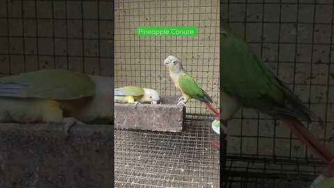 Pineapple Conure Pair Having There Breakfast l #shorts l #pineappleconure l @BikisAviary