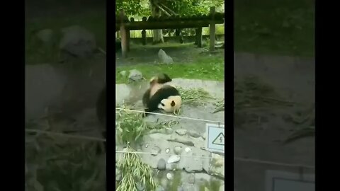 Highly skilled Panda warrior