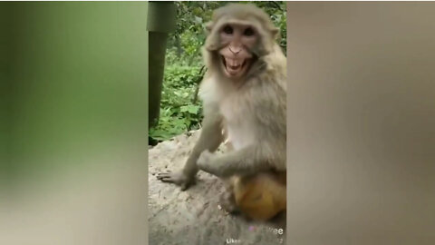 Funny monkey, Monkey is Laughing video