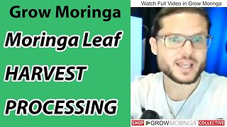 How To Process Moringa Leaves