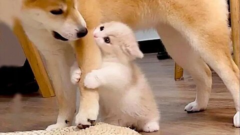New Funniest Cats And Dogs Videos 😁 Best Of The 2023 Funny Animal Videos 😁 - Cutest Animals E