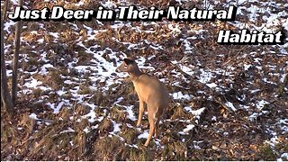 Just Deer in Their Natural Habitat, no shooting
