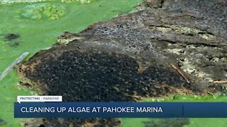 Pahokee Marina closed as toxic algae cleanup continues amid health alert