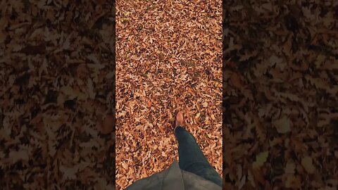 Autumn Stroll: The Sound of Crisp Leaves #shorts