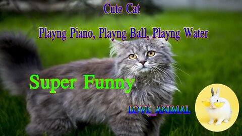 Cute cats are playng on piano,ball,water pype,full funny video