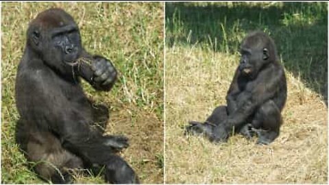 Gorilla bros have fun at the zoo
