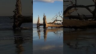 #Driftwood #Beach 🌊 in the #goldenhour 🌅 04 #shorts