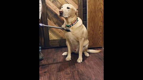 Chill pup thoroughly enjoys getting vacuumed