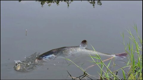 New Huk Fishing Video || Traditional Huk Fishing || Village Daliy Life