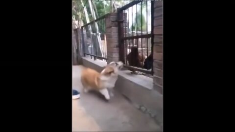 overbearing puppy is afraid of chickens