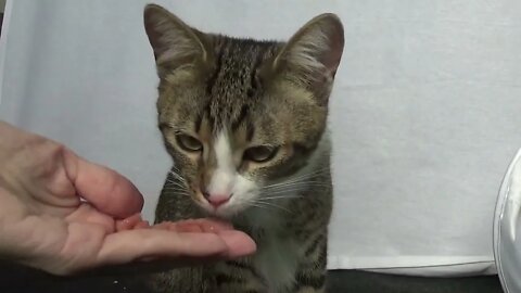 Little Cat Is Being Fed by Hand