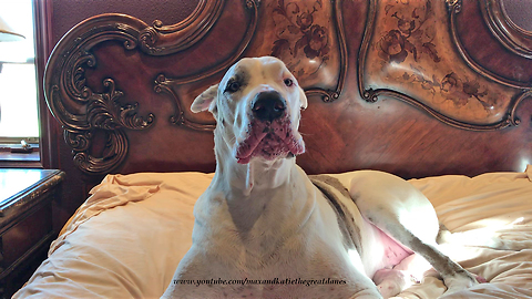 Vocal Great Dane doesn't want to get out of bed