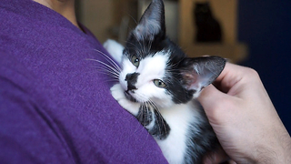 A Kitten's New Forever Home