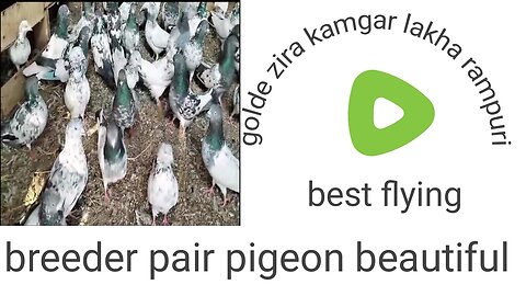 Lakha zira shah sira golden farooz puri moti waly galway beautiful tadeey pigeon