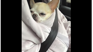 Chihuahua snuggles in owner's robe during car ride