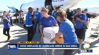 Displaced Hurricane Michael dogs arrive in San Diego