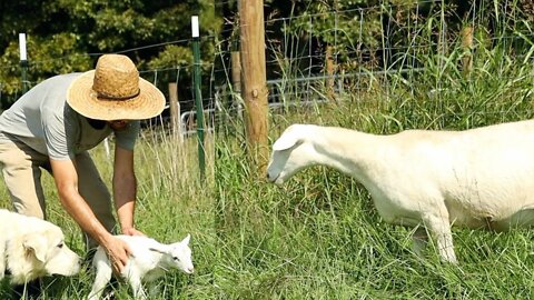 The Joy of Raising Sheep