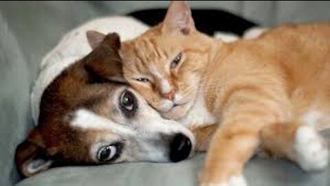 CATS AND DOGS Awesome Friendship - Funny Cat and Dog Vines COMBINATION