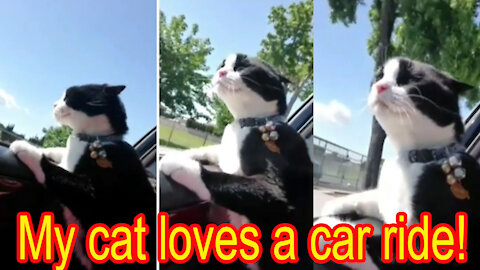 My cat loves a good car ride!