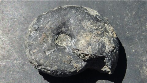 Nevada Ammonites