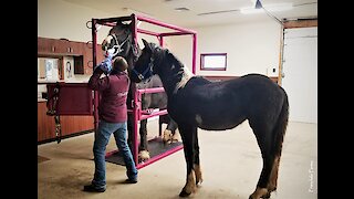 Young horse supports friend during dentist visit