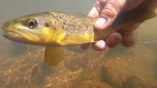 Wild Brown Trout - Little Bars of Gold | Fly Fishing New Mexico