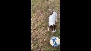 Princess loves the soccer ball