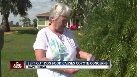 Left out food causes coyote concerns
